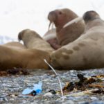 Plastic polluted Arctic islands are dumping ground for Gulf Stream